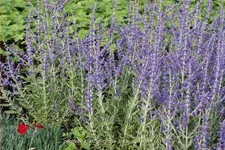 Perovskia atriplicifolia 'Little Spire'®