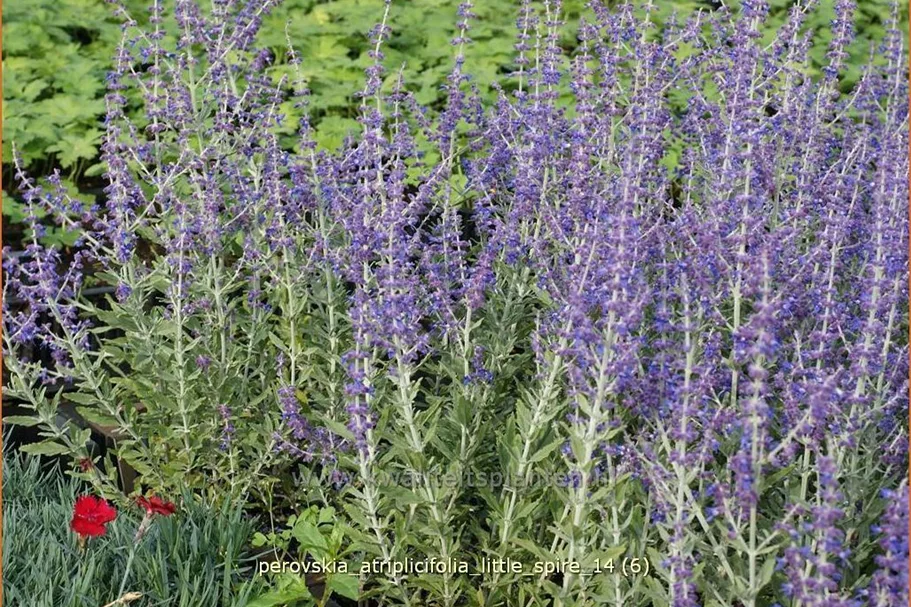 Perovskia atriplicifolia 'Little Spire'®