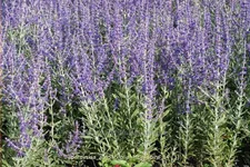Perovskia atriplicifolia 'Little Spire'®