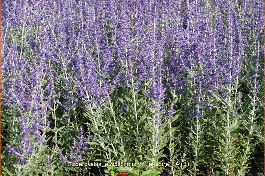 Perovskia atriplicifolia 'Little Spire'®