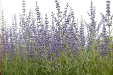 Perovskia atriplicifolia 'Little Spire'®