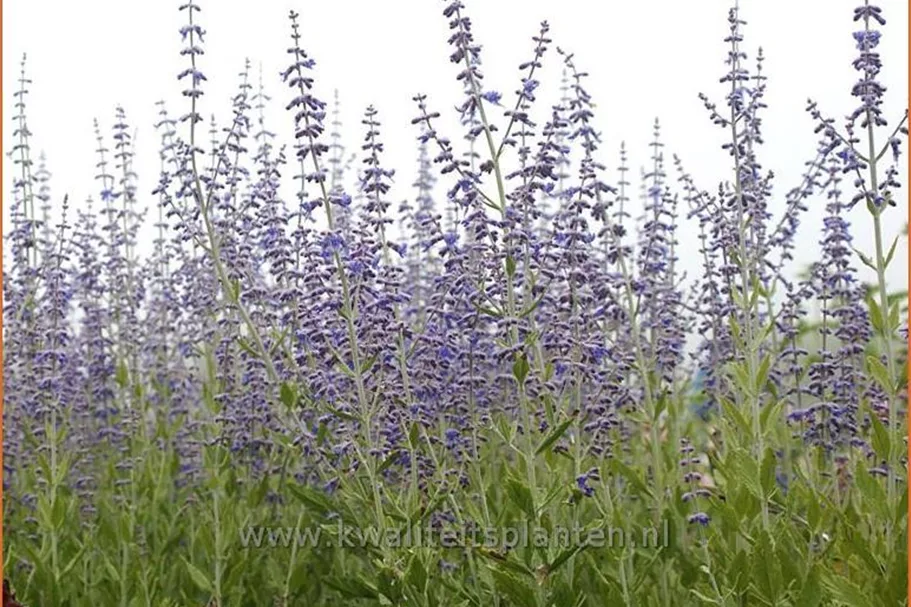 Perovskia atriplicifolia 'Little Spire'®