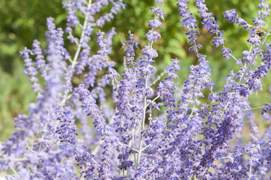 Perovskia atriplicifolia 'Little Spire'®