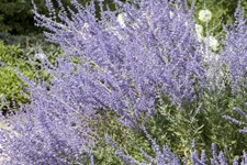 Perovskia atriplicifolia 'Little Spire'®