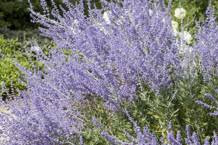 Perovskia atriplicifolia 'Little Spire'®