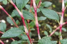 Persicaria vacciniifolia