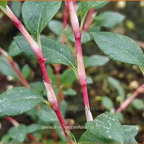 Persicaria vacciniifolia