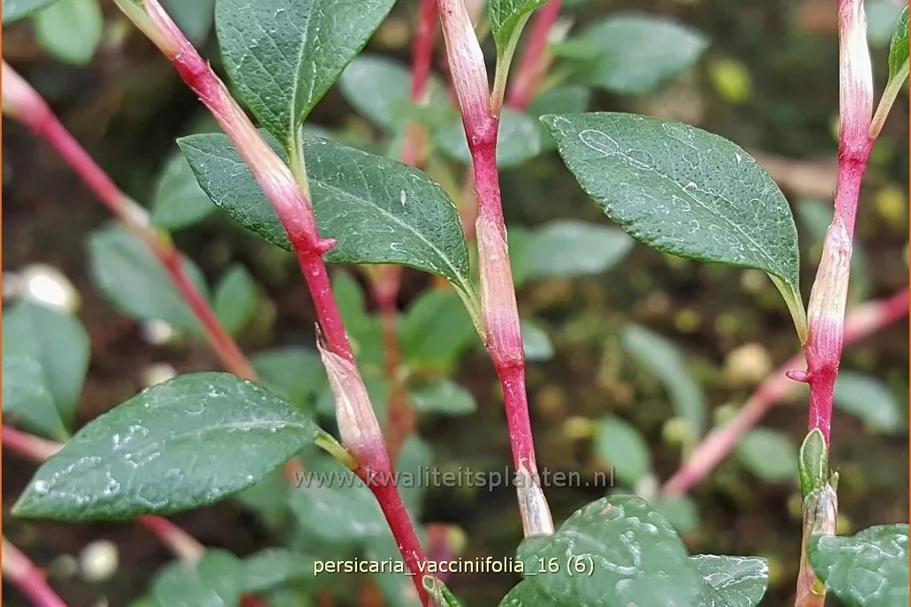 Persicaria vacciniifolia