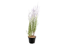 Perovskia atriplicifolia 'Little Spire'®