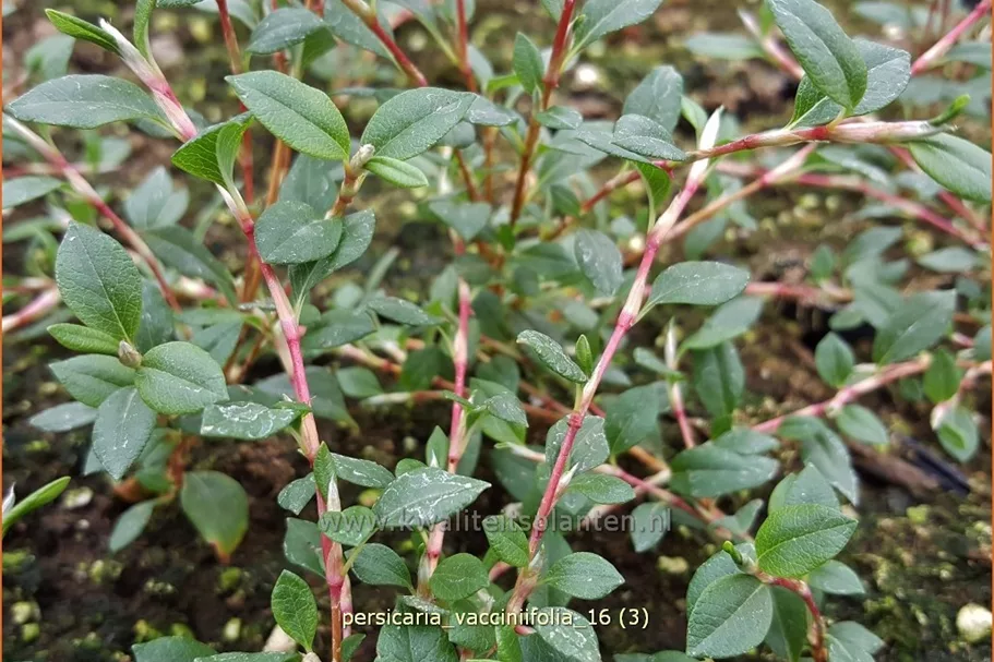 Persicaria vacciniifolia