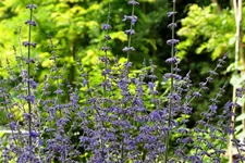 Perovskia atriplicifolia 'Little Spire'®