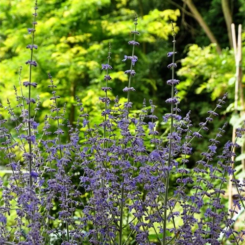 Perovskia atriplicifolia 'Little Spire'®