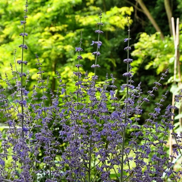 Perovskia atriplicifolia 'Little Spire'®