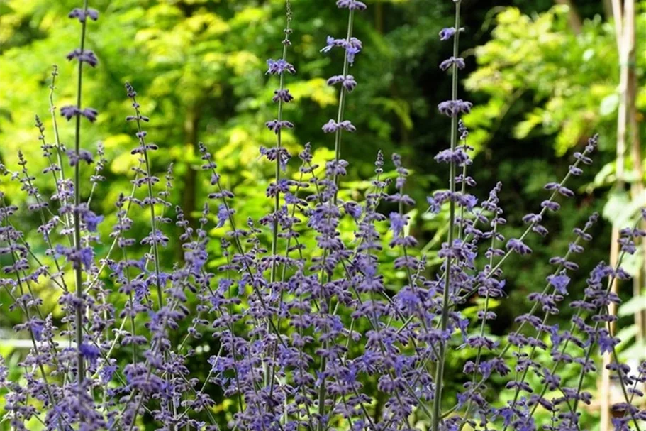 Perovskia atriplicifolia 'Little Spire'®