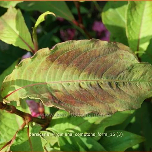 Persicaria virginiana 'Compton's Form'