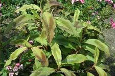 Persicaria virginiana 'Compton's Form'