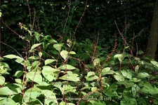 Persicaria virginiana 'Filiformis'