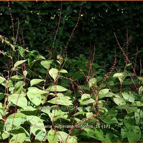 Persicaria virginiana 'Filiformis'