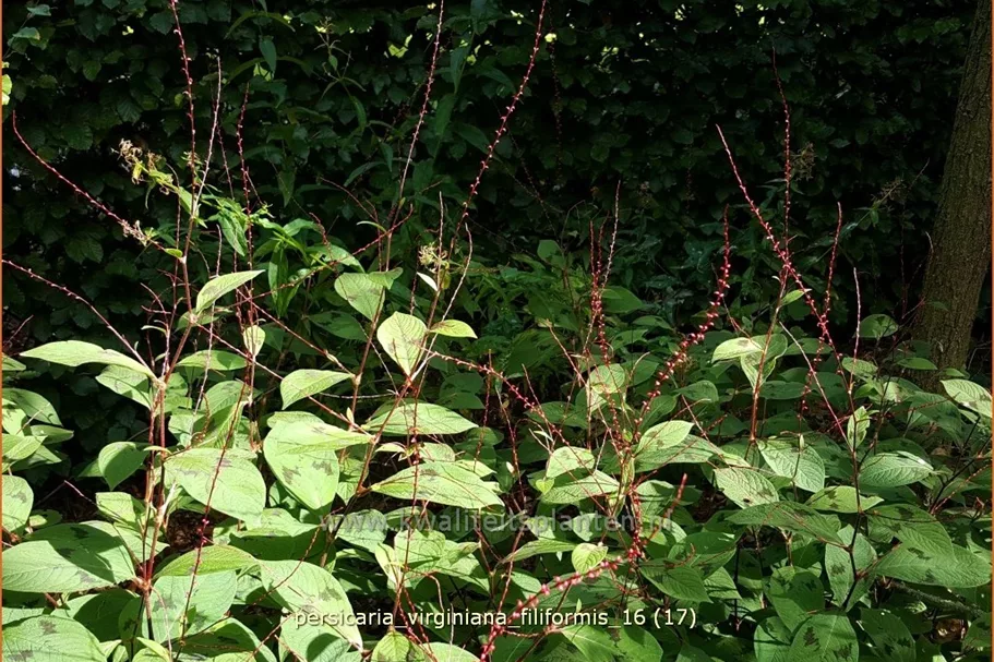 Persicaria virginiana 'Filiformis'
