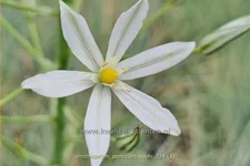 Ornithogalum ponticum 'Sochi'