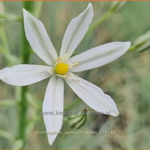 Ornithogalum ponticum 'Sochi'