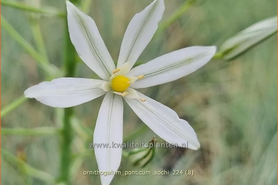 Ornithogalum ponticum 'Sochi'