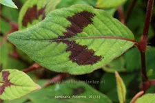 Persicaria virginiana 'Filiformis'
