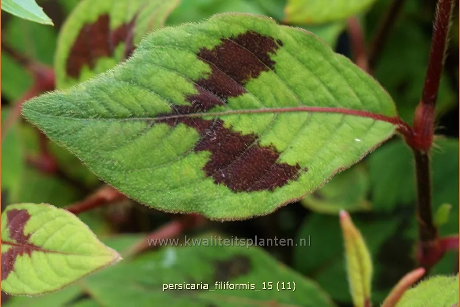 Persicaria virginiana 'Filiformis'