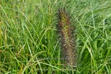 Pennisetum alopecuroides