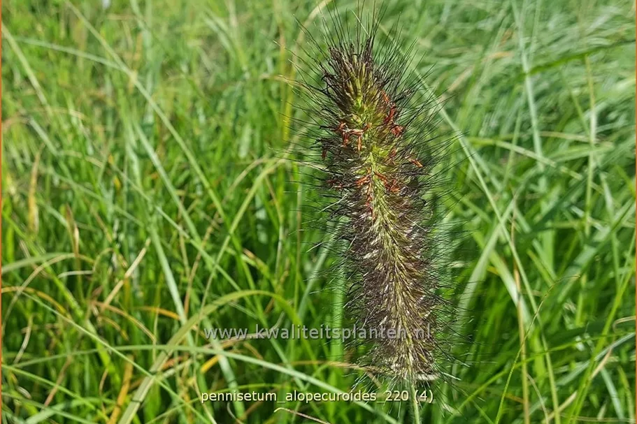 Pennisetum alopecuroides