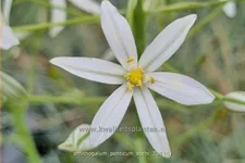 Ornithogalum ponticum 'Sochi'
