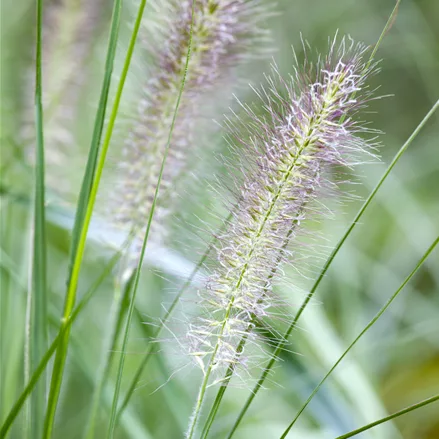 Pennisetum alopecuroides