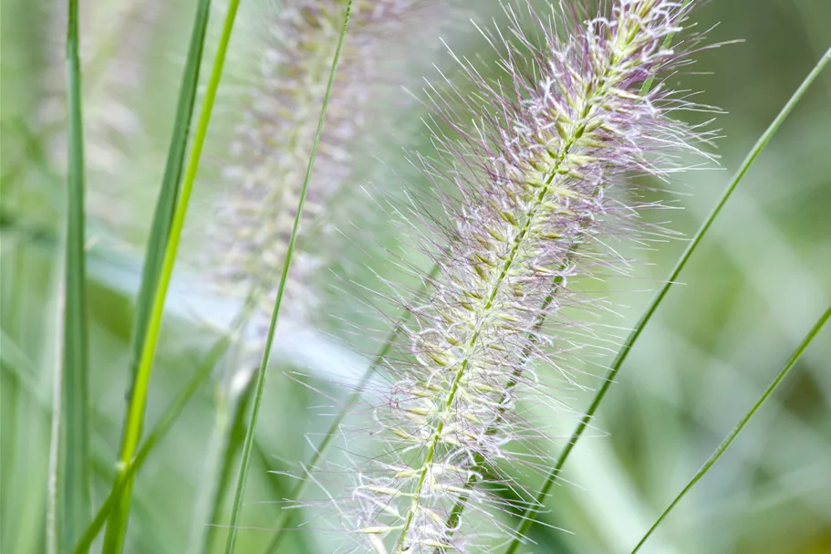 Pennisetum alopecuroides 'Cassian'