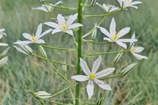 Ornithogalum ponticum 'Sochi'