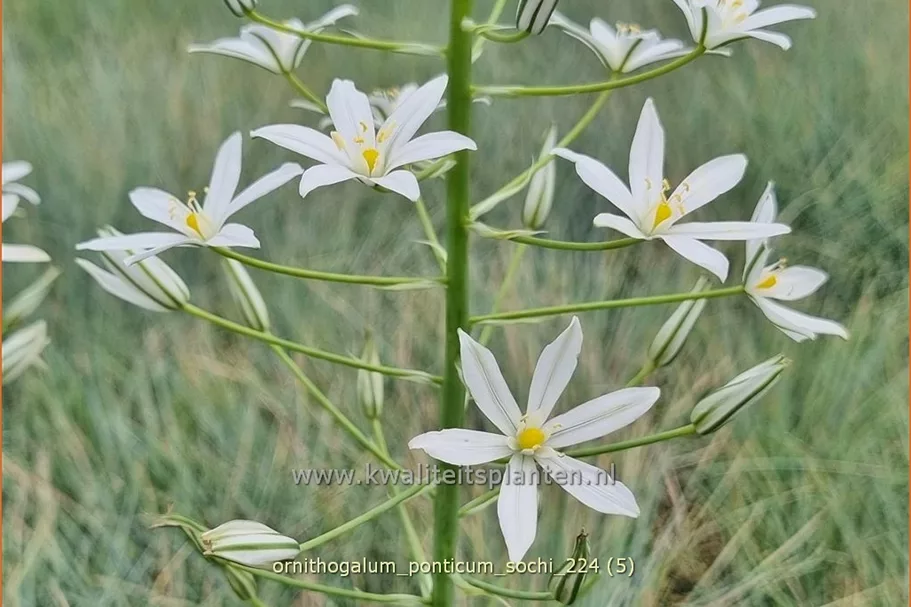 Ornithogalum ponticum 'Sochi'