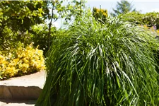 Pennisetum alopecuroides