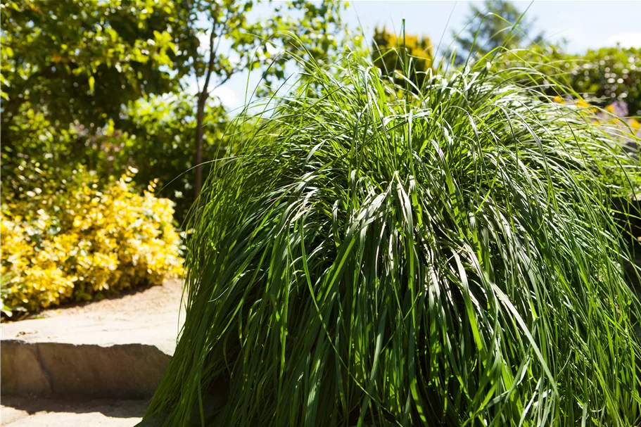 Pennisetum alopecuroides