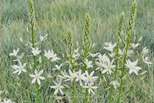 Ornithogalum ponticum 'Sochi'