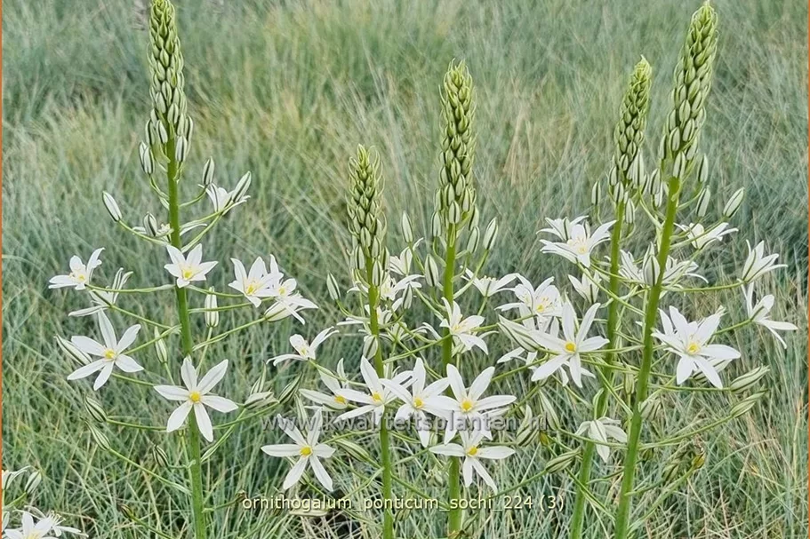 Ornithogalum ponticum 'Sochi'