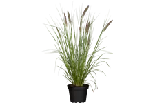 Pennisetum alopecuroides