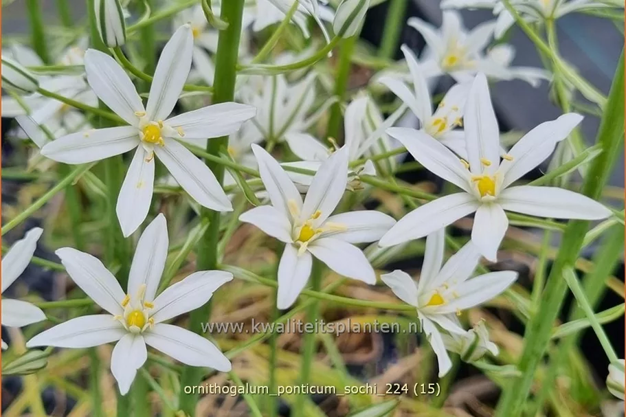 Ornithogalum ponticum 'Sochi'
