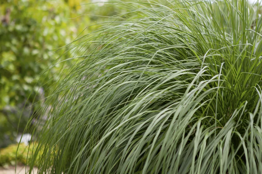 Pennisetum alopecuroides