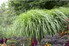 Pennisetum alopecuroides