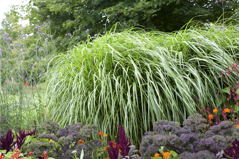 Pennisetum alopecuroides