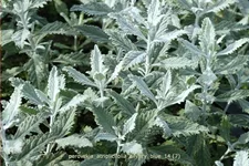 Perovskia atriplicifolia 'Silvery Blue'