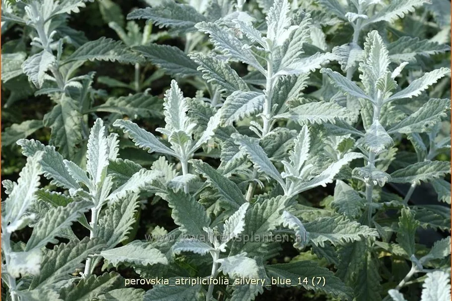 Perovskia atriplicifolia 'Silvery Blue'