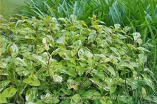 Persicaria virginiana 'Painter's Palette'