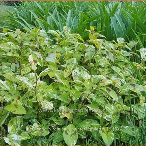 Persicaria virginiana 'Painter's Palette'