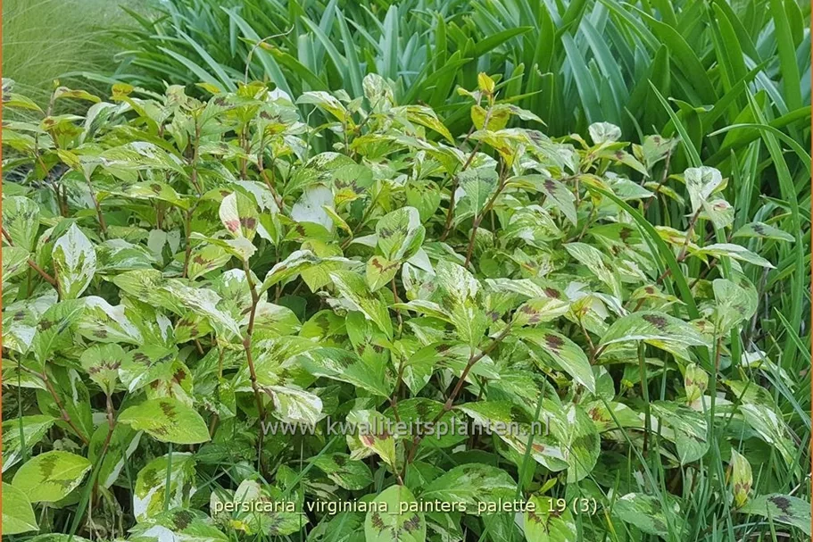 Persicaria virginiana 'Painter's Palette'