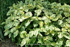 Persicaria virginiana 'Painter's Palette'